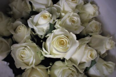 whiterose,白いバラ
