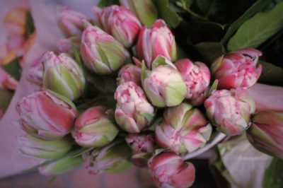 tulip,flower,八重咲きチューリップ