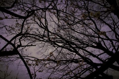 photo,ume,kyoto