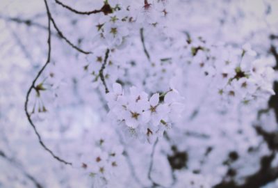 桜、sakura,kyoto