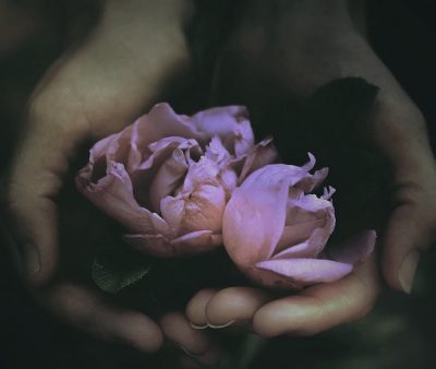 flower,Ranunculus