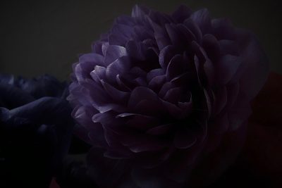 八重のアネモネ,anemone,Bouquet
