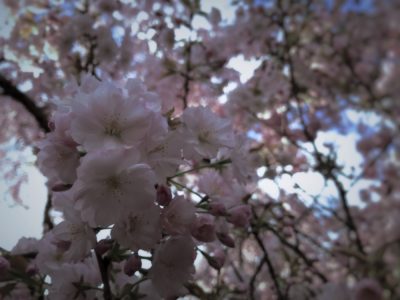 桜、京都御所の桜