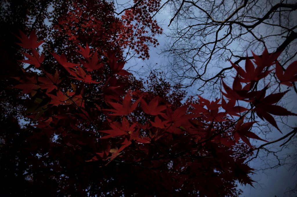 京都御苑,秋の紅葉,紅葉