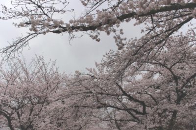 sakura,kyoto,京都の桜、photo