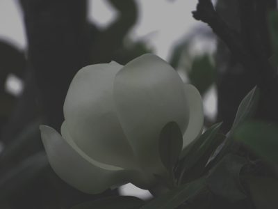 大山木の花,magnolia