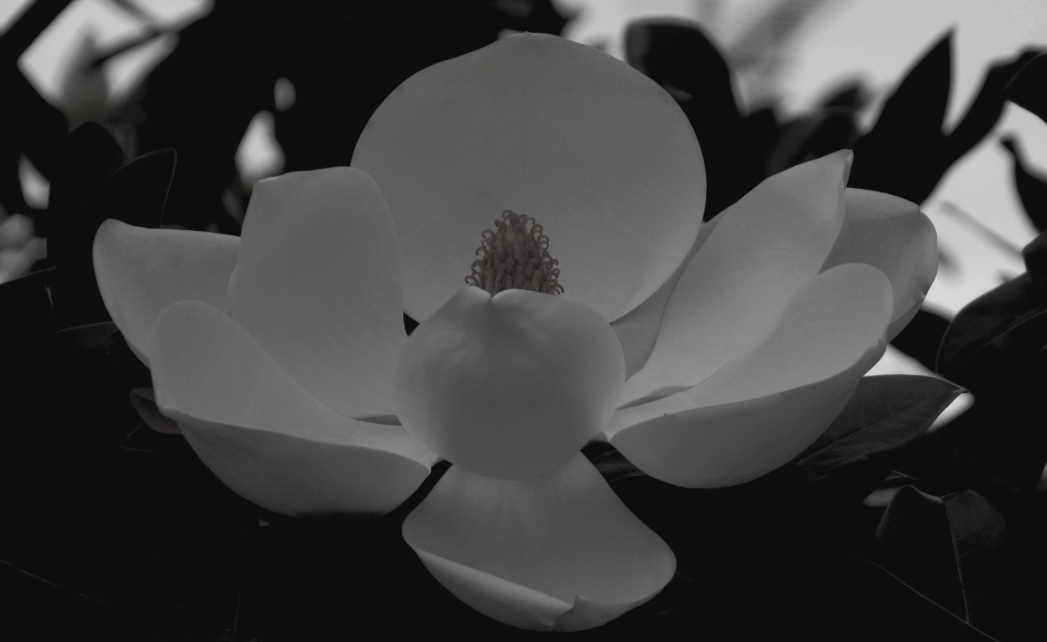 大山木の花,magnolia