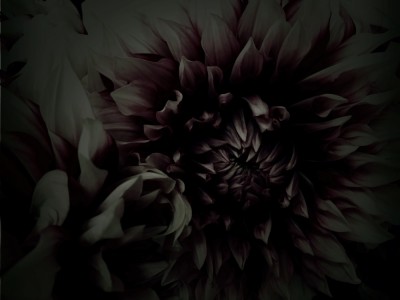 flower,Dahlia,photo