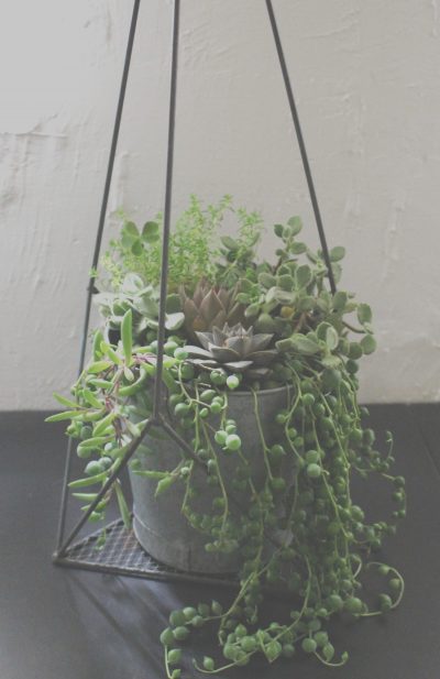 succulent,多肉植物,Sedum