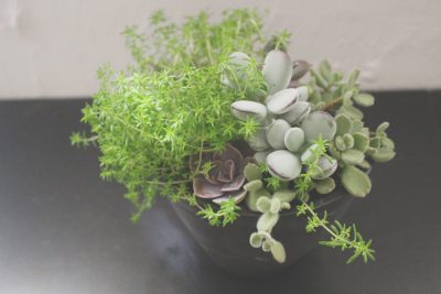 Succulent plants