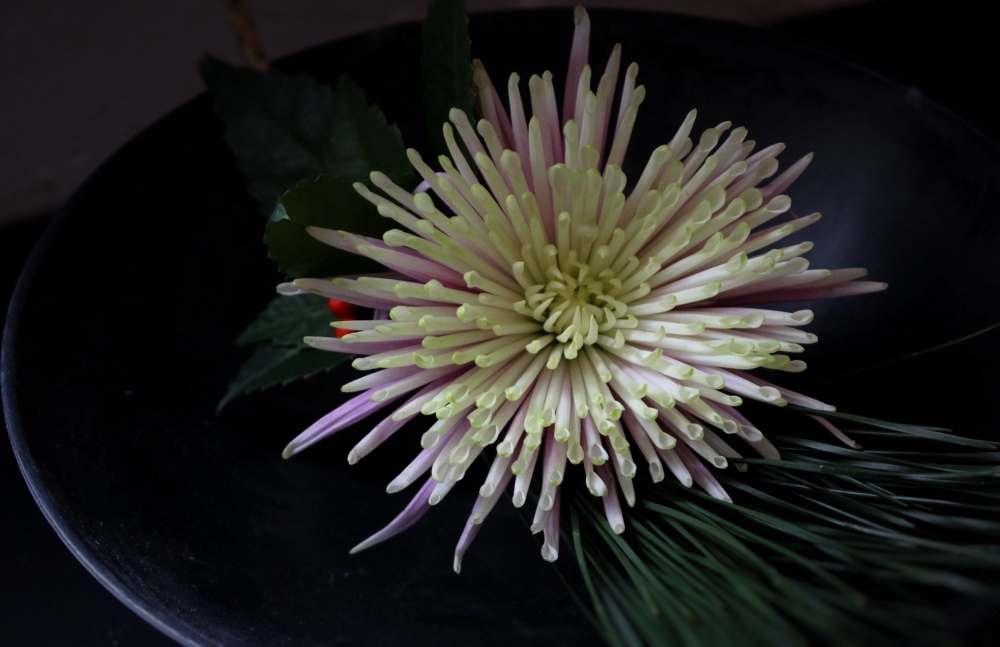 japan,菊,flower