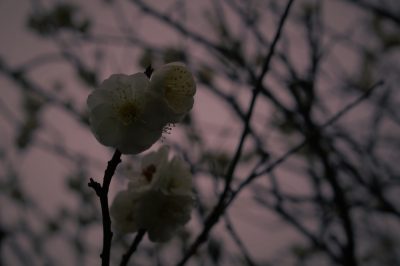 ume,spring,flower