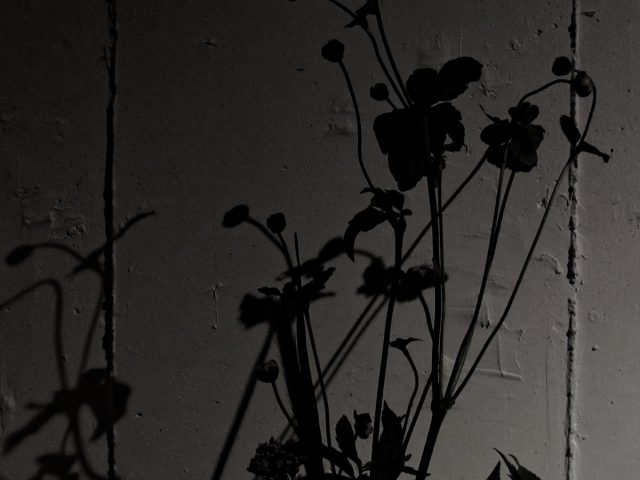 花の影 ,秋明菊,flower
