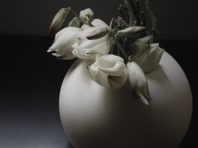 竜舌蘭,花の陰影