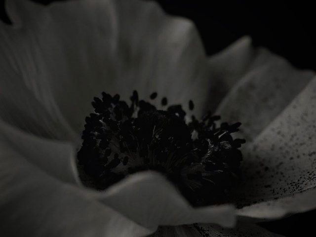 flower,photo