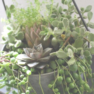 Succulent plants