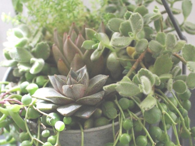 Succulent plants