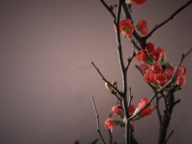 お正月,枝,花